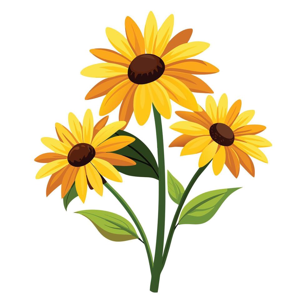 Beautiful Black-Eyed Susan Plant with Brightly Colored Flowers and Leaves Isollated with a White Background vector