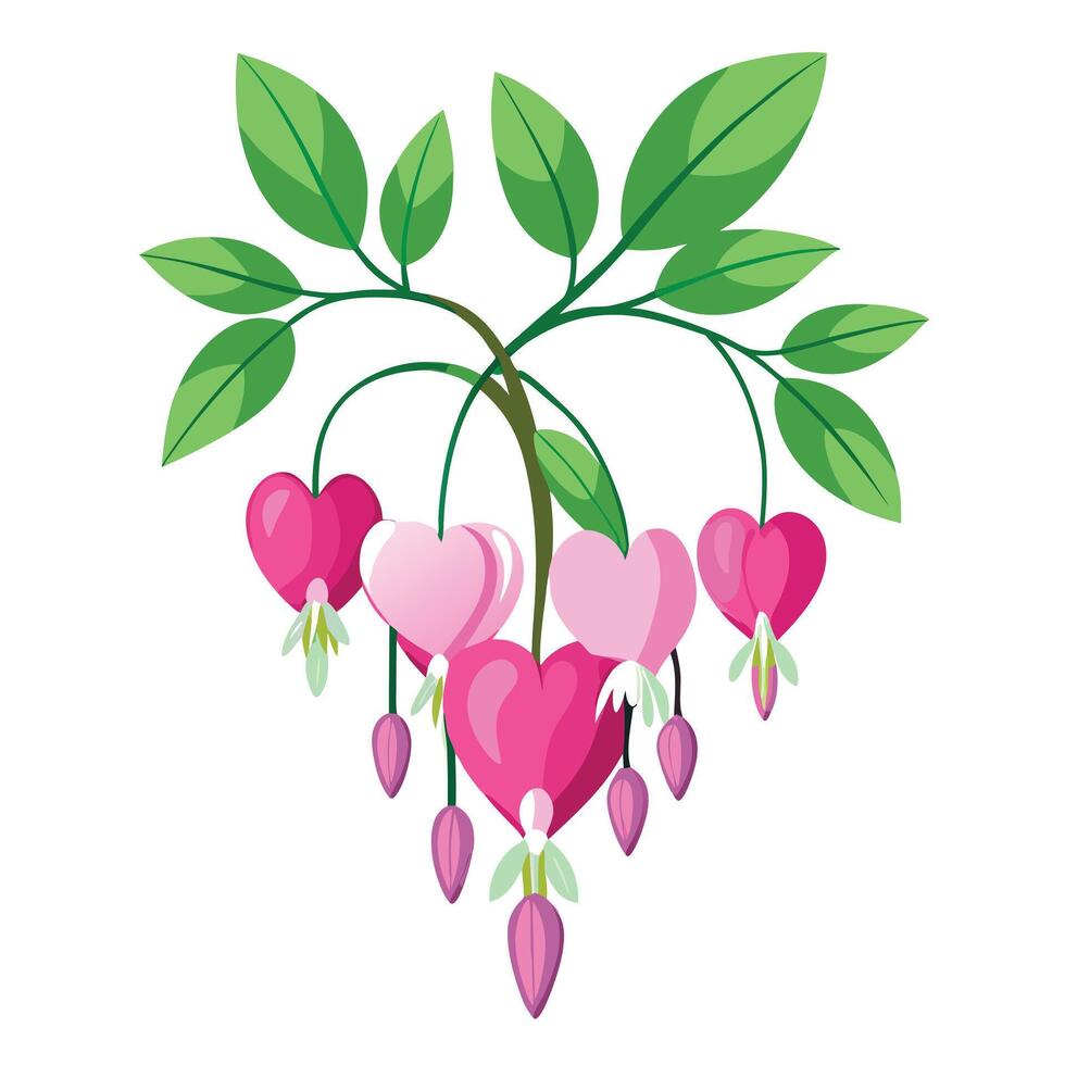 Botanical Depiction of a Bleeding Heart Plant in Full Bloom with Green Leaves and Stems vector