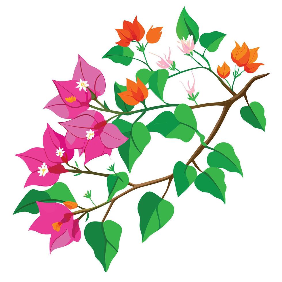 Beautiful Bougainvillea Vine with Bright Pink Flowers and Green Leaves vector