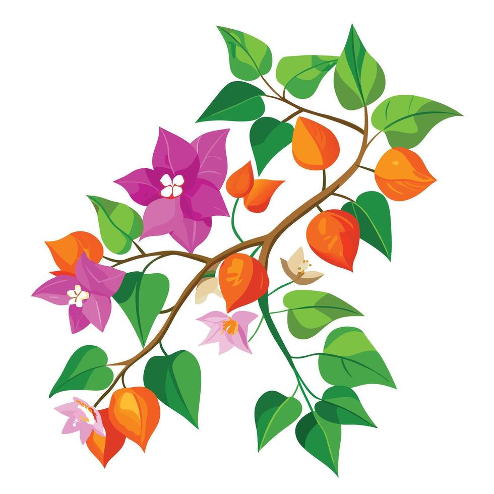 Beautiful Bougainvillea Vine with Colorful Flowers and Leaves vector