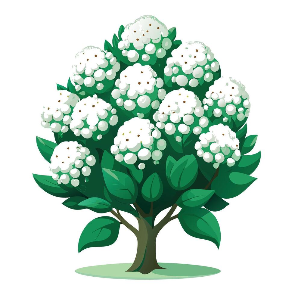 Candy Tuft Plant with Purple Flowers and Green Leaves in a Garden Setting vector