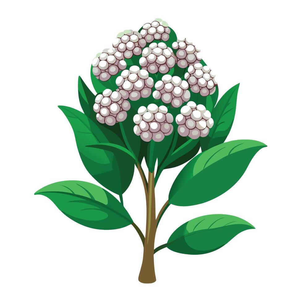 Beautiful Candy Tuft Plant with White Flowers and Green Leaves vector