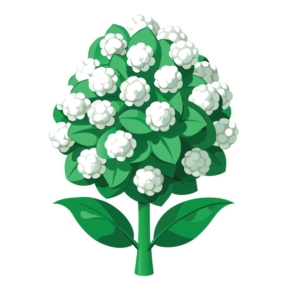 Candy Tuft Plant with Yellow Flowers and Green Leaves in a Garden Setting vector