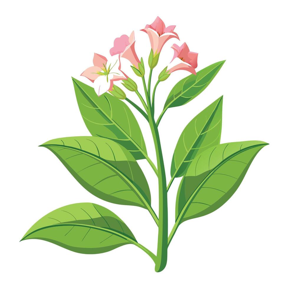 Flowering Tobacco Plant with Yellow Flowers and Green Leaves in a Garden Setting vector
