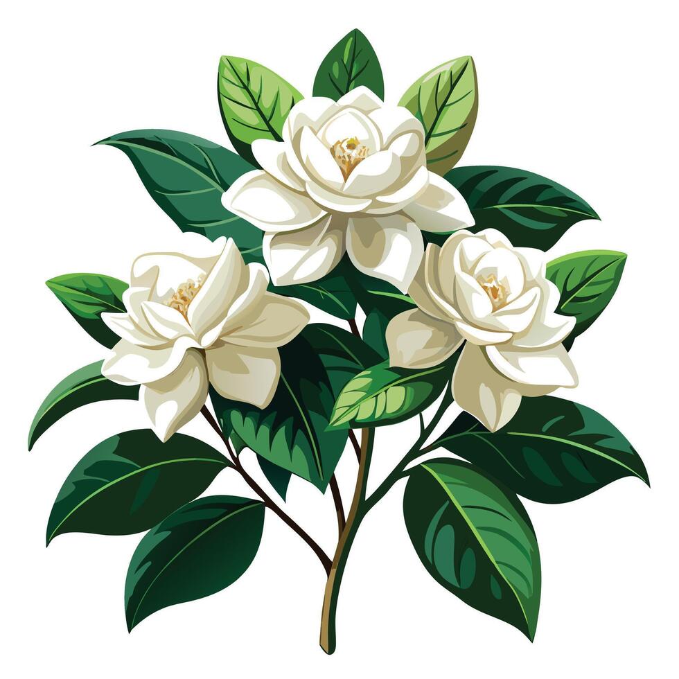 Beautiful Gardenia Plant with Fragrant White Flowers and Green Leaves vector