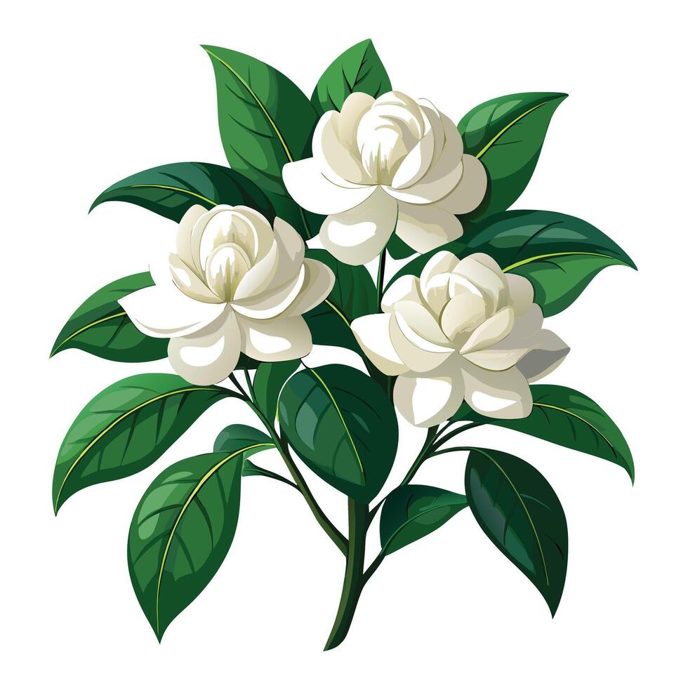 Detailed Illustration of a Gardenia Plant with Pink Petals and Long Stems vector