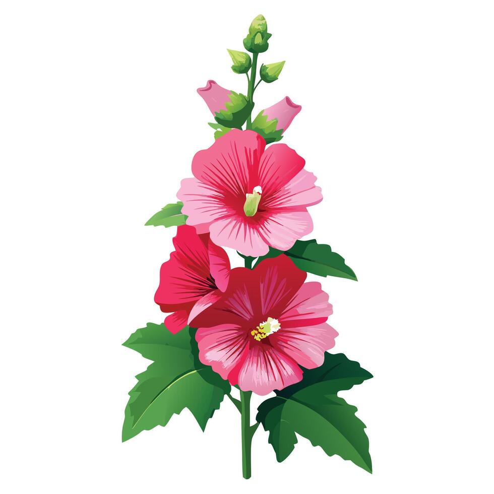 Detailed Illustration of a Hollyhock Plant with White Petals and Long Stems vector
