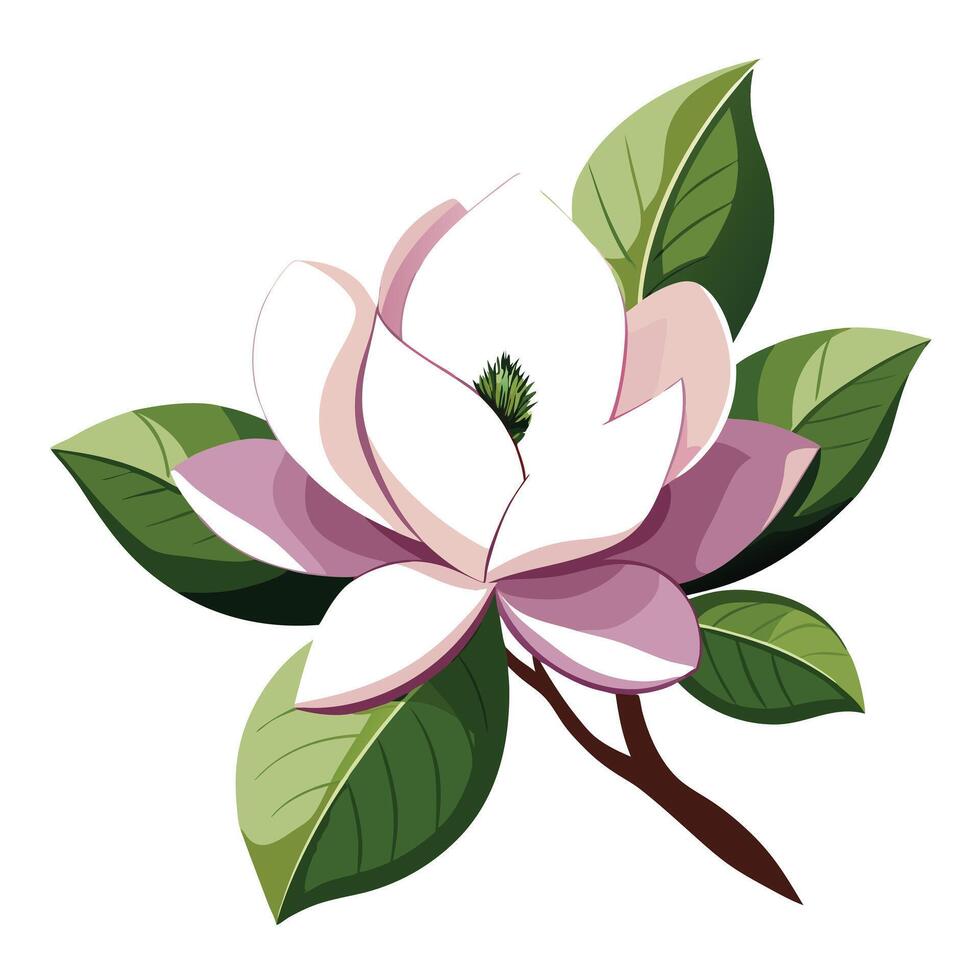 Detailed Illustration of a Magnolia Flower with Pink Petals and Long Stems vector