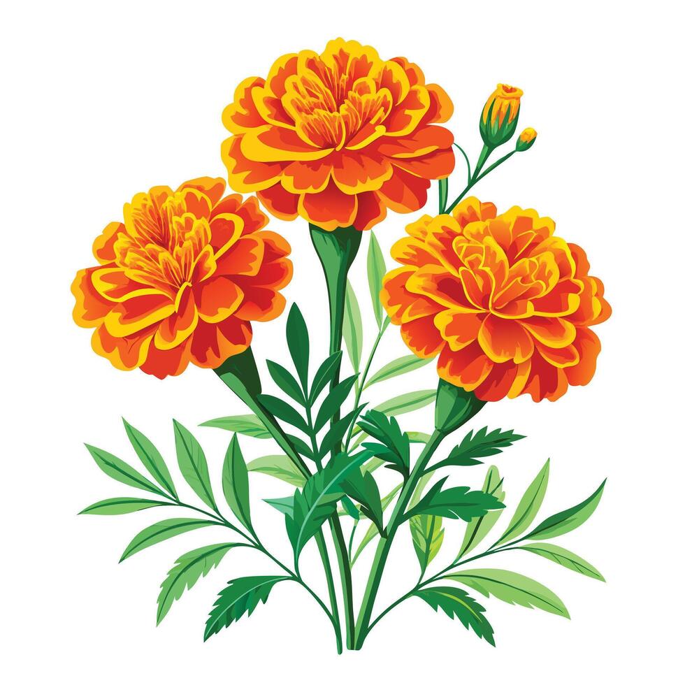 Beautiful Marigold Plant with Brightly Colored Flowers and Green Leaves vector