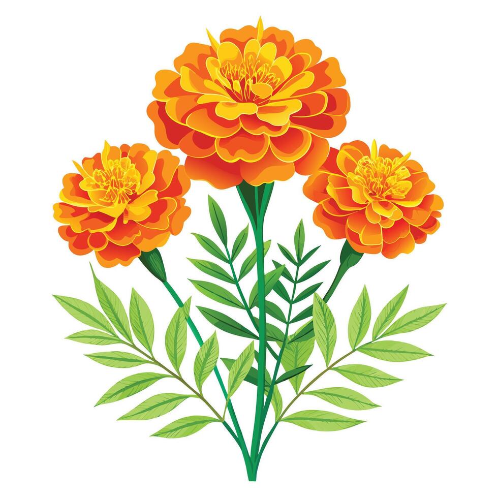 Detailed Illustration of a Marigold Plant with White Petals and Long Stems vector