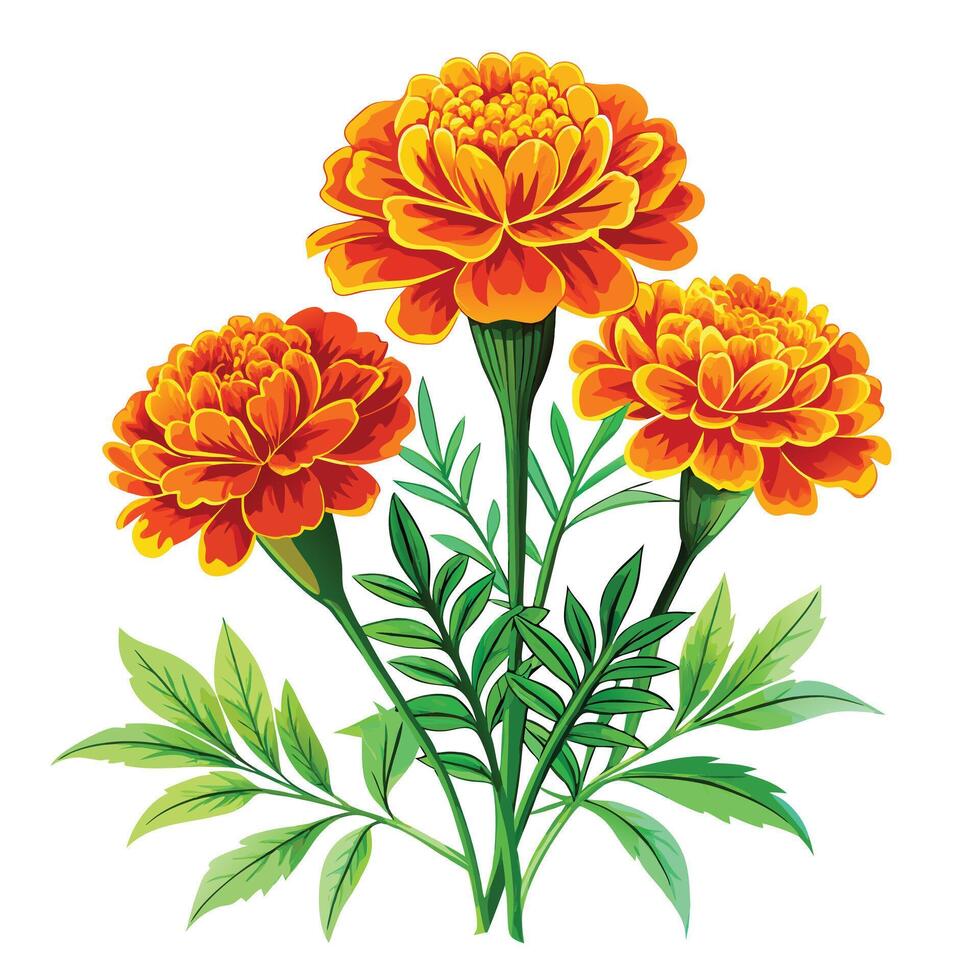 Marigold Plant with Purple Flowers and Green Leaves in a Garden Setting vector