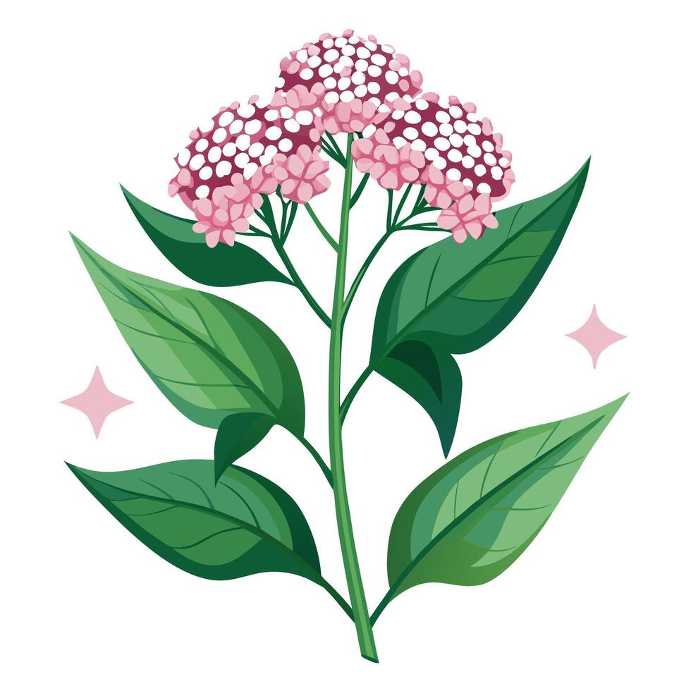 Detailed Illustration of a Milkweed Plant with White Petals and Long Stems Isollated with a White Background vector
