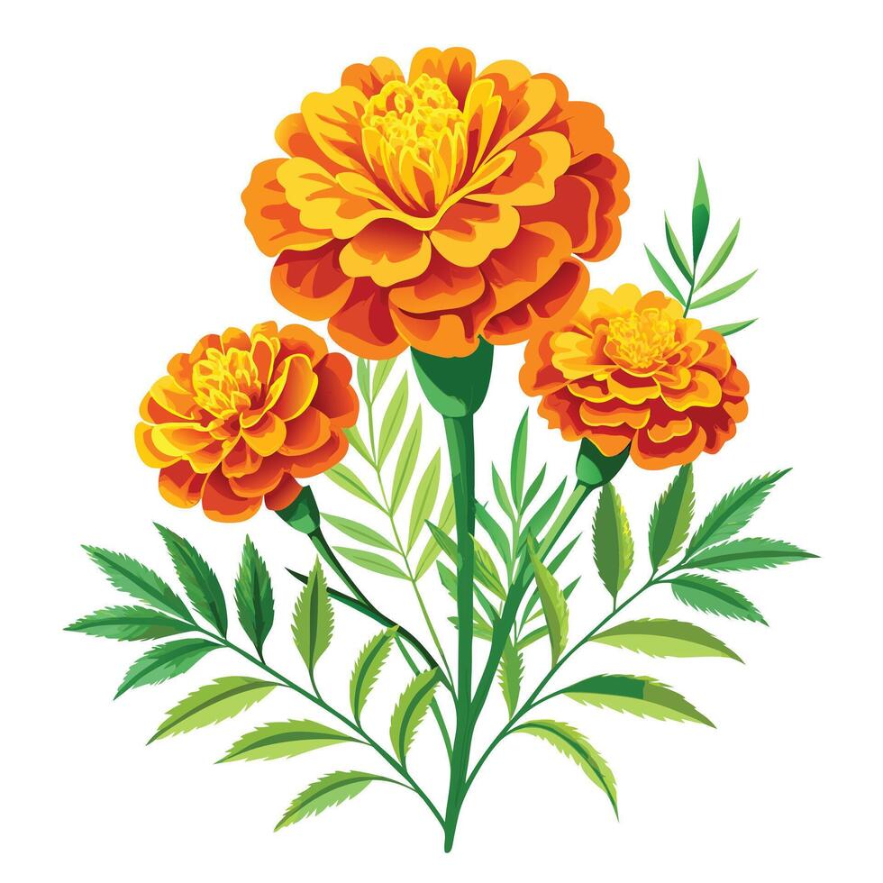 Marigold Plant with Pink Flowers and Green Leaves in a Garden Setting vector