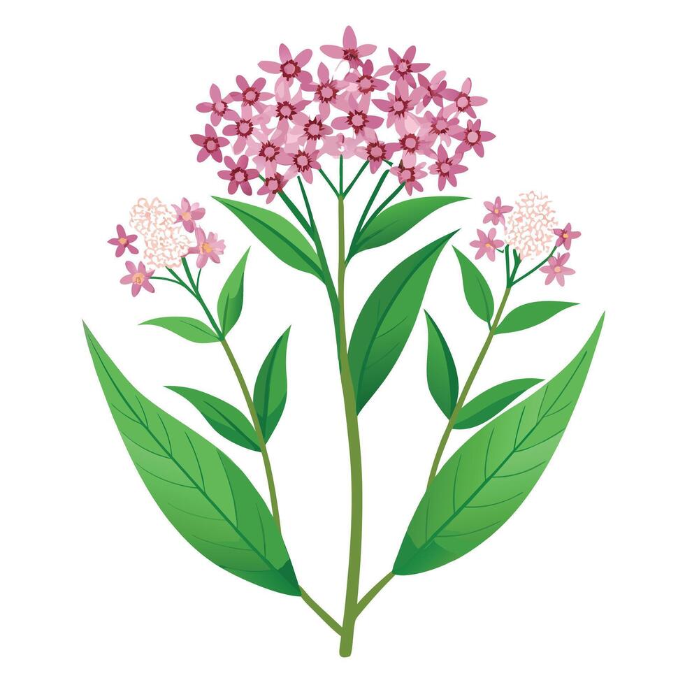 Milkweed Plant with Purple Flowers and Green Leaves in a Garden Setting Isollated with a White Background vector