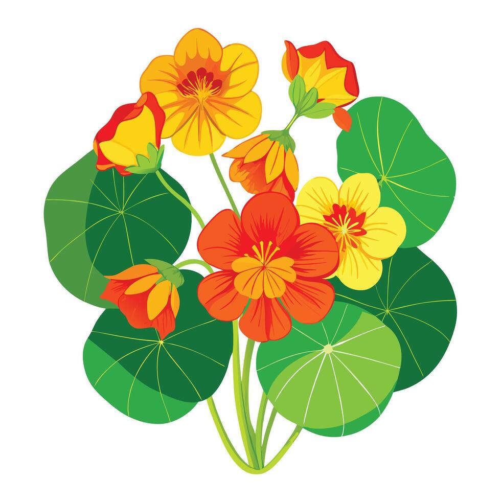 Nasturtium Plant with Pink Flowers and Green Leaves in a Garden Setting Isollated with a White Background vector