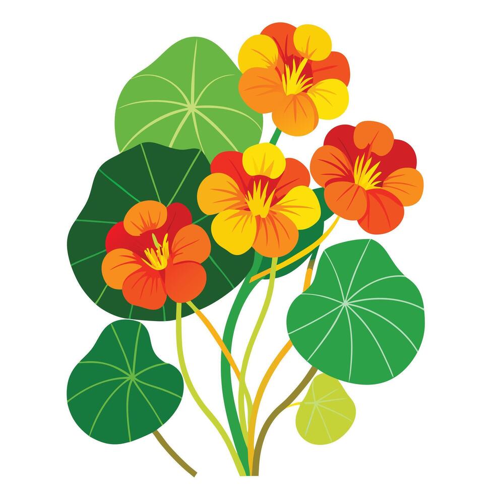 Detailed Illustration of a Nasturtium Plant with White Petals and Long Stems Isollated with a White Background vector