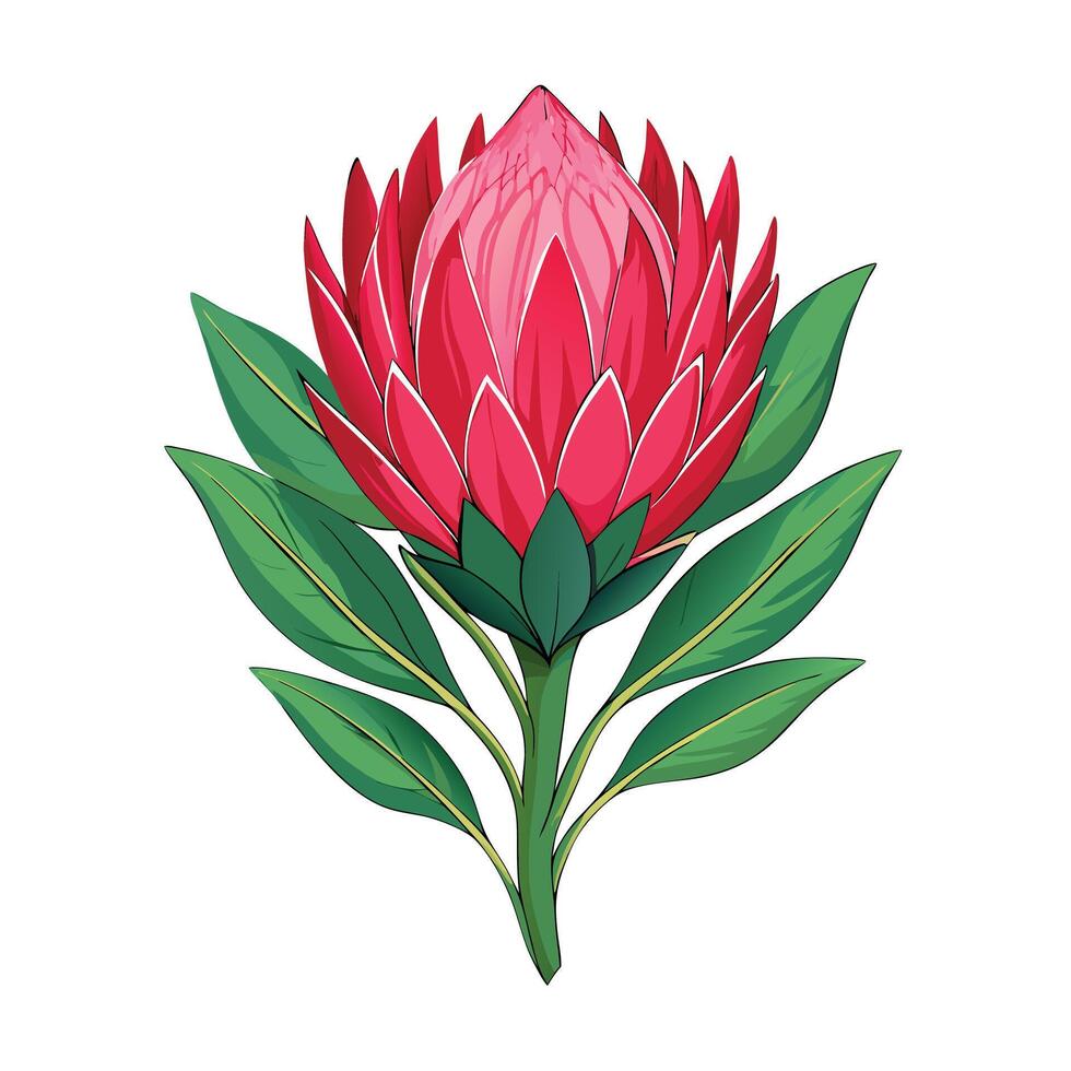Vibrant Protea Flower Plant with Brightly Colored Flowers and Leaves in a Natural Setting vector