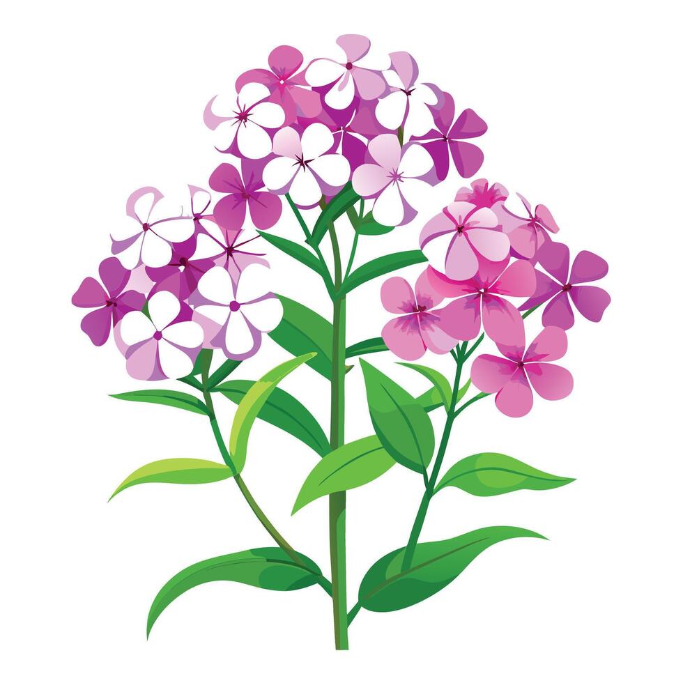 Botanical Depiction of a Phlox Plant in Full Bloom with Green Leaves and Stems vector