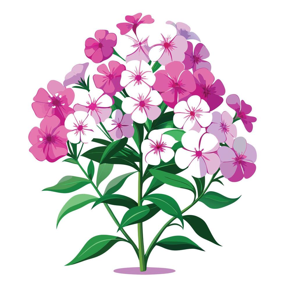 Vibrant Phlox Plant with Brightly Colored Flowers and Leaves in a Natural Setting vector