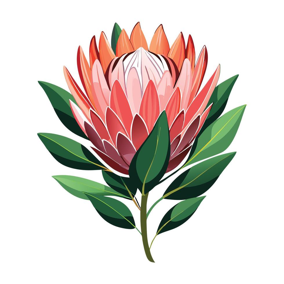 Beautiful Protea Plant with Large Leaves and Flowers vector