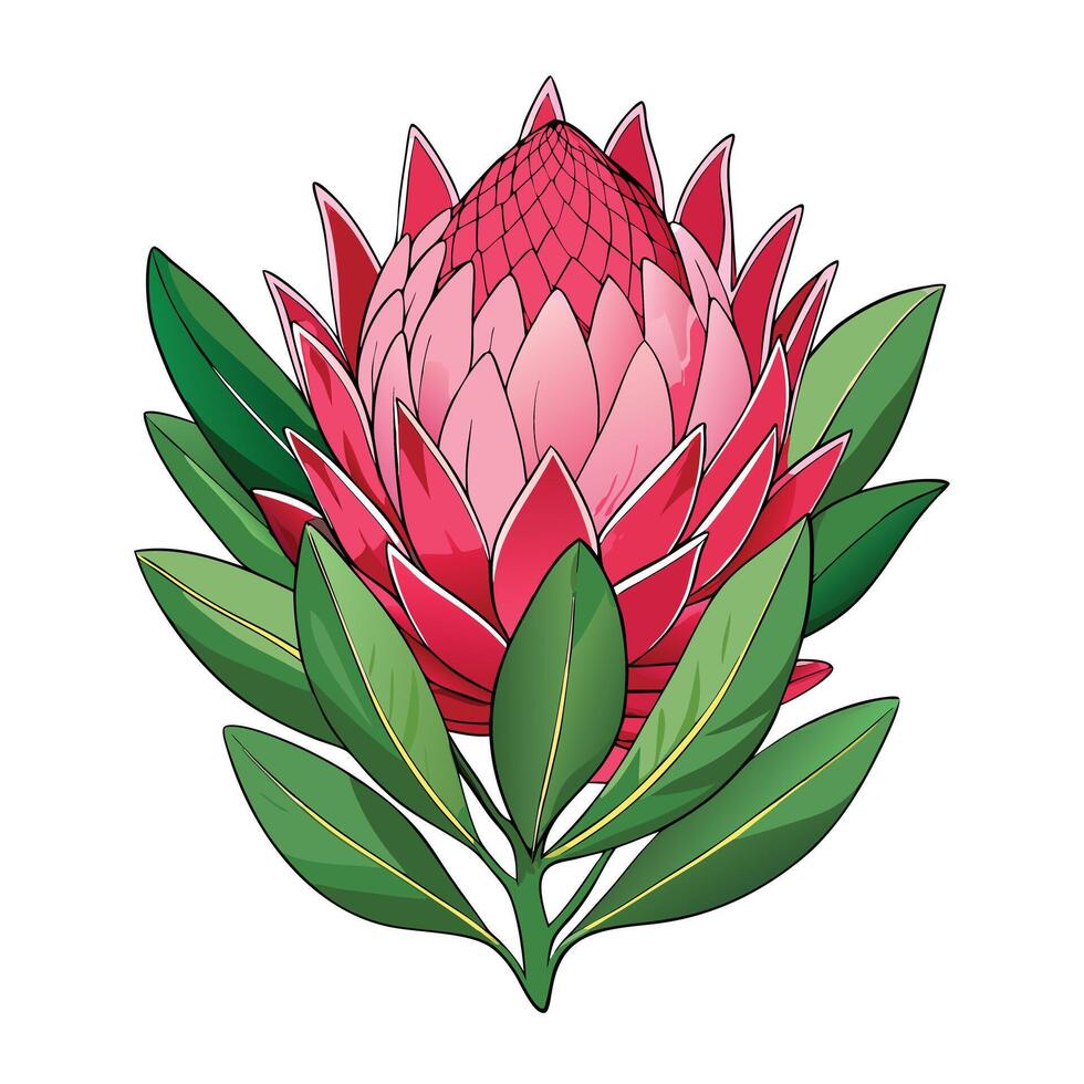 Beautiful Protea Flower Plant with Large Flowers and Leaves vector