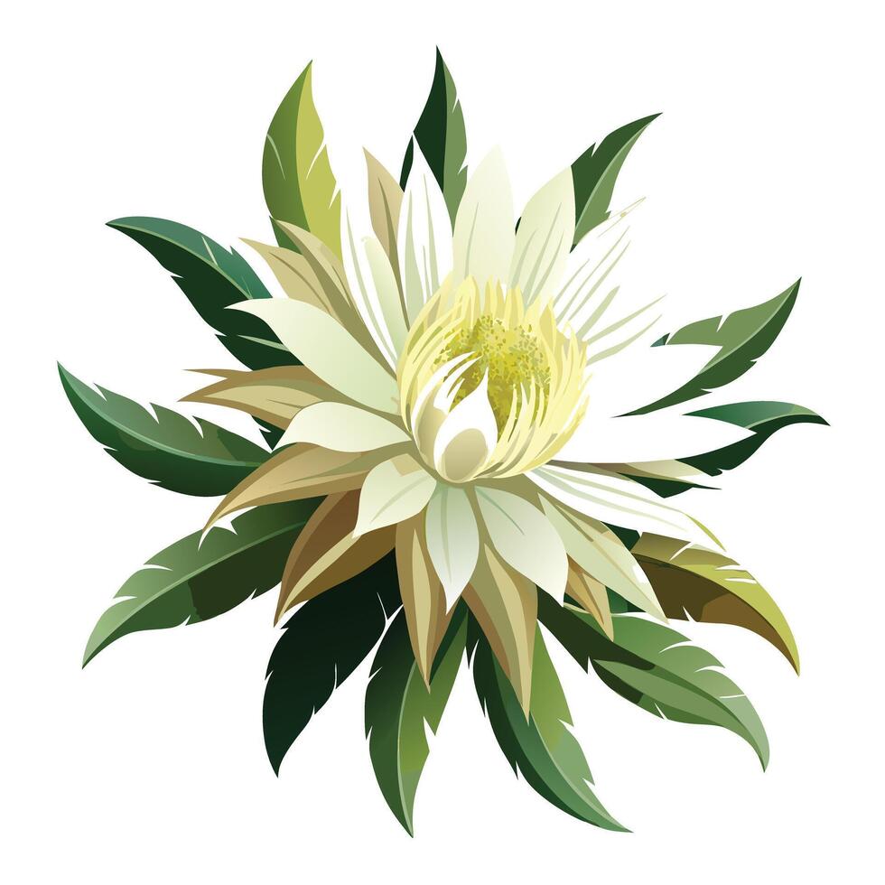 Botanical Depiction of a Queen of the Night Cactus in Full Bloom with Green Leaves and Stems vector
