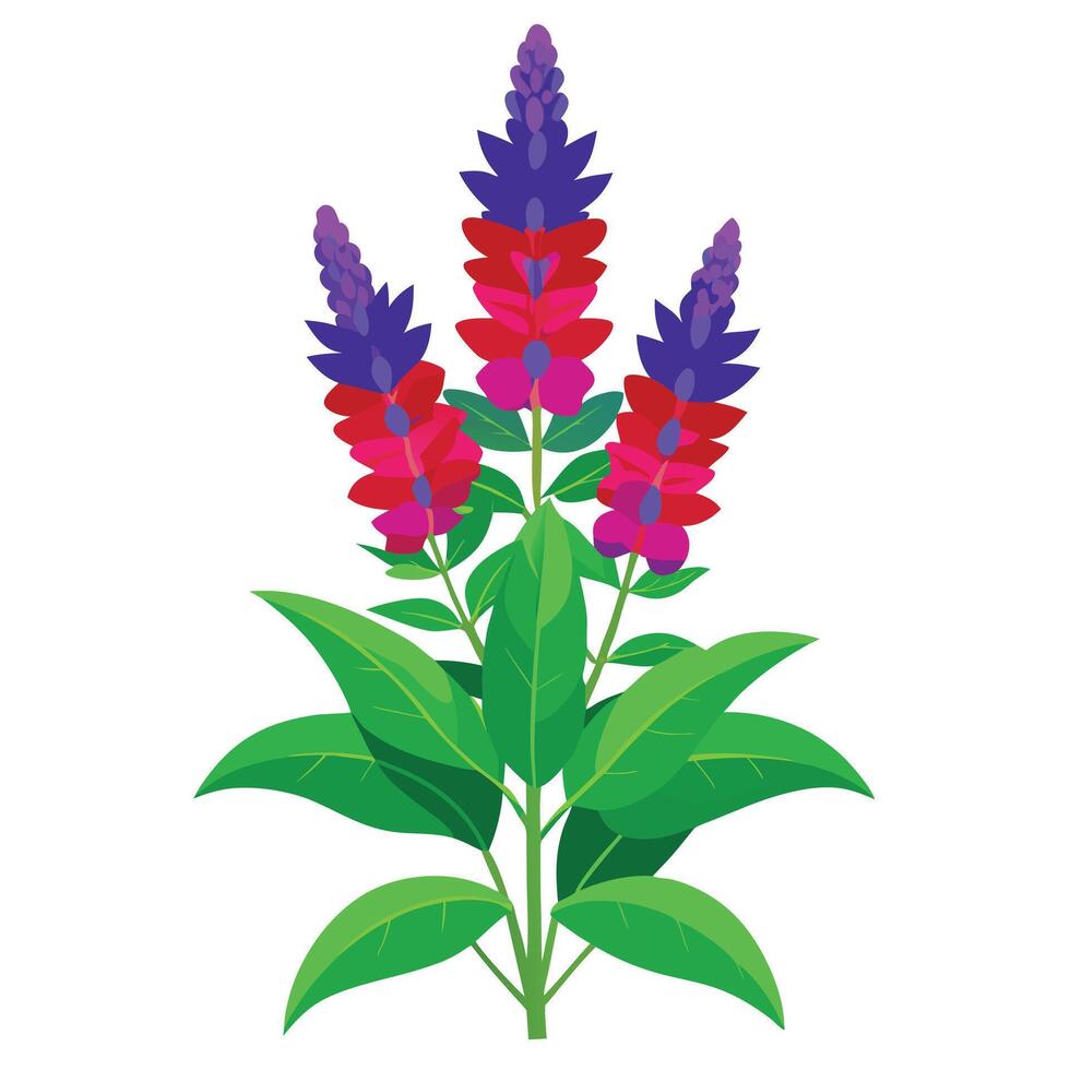Vibrant Salvia Plant with Brightly Colored Flowers and Leaves in a Natural Setting vector