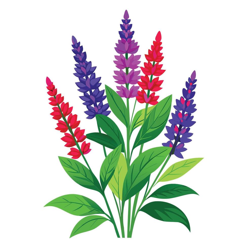 Beautiful Salvia Plant with Vibrant Flowers and Leaves vector