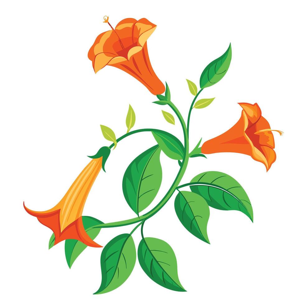 Botanical Depiction of a Trumpet Vine in Full Bloom with Green Leaves and Stems vector