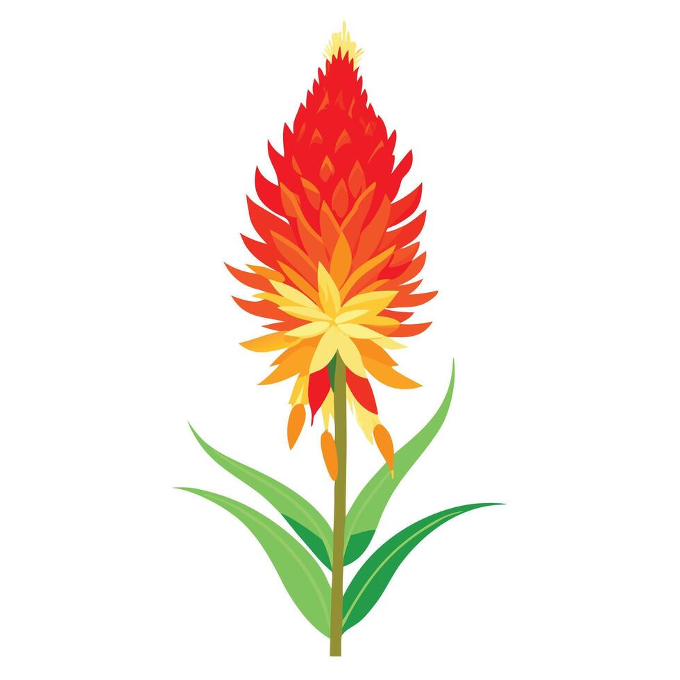 Beautiful Torch Lily Red Hot Poker with Red Flowers and Leaves vector