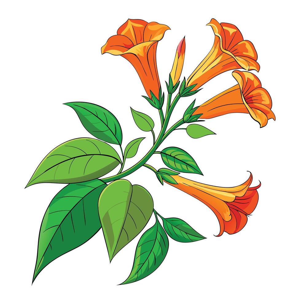 Beautiful Trumpet Vine with Large Flowers and Leaves vector