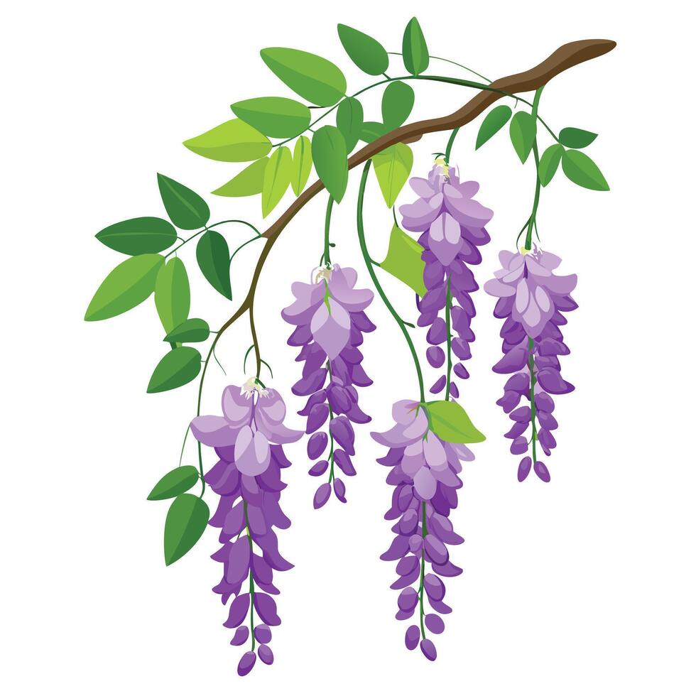 Botanical Depiction of a Wisteria Vine in Full Bloom with Green Leaves and Stems vector