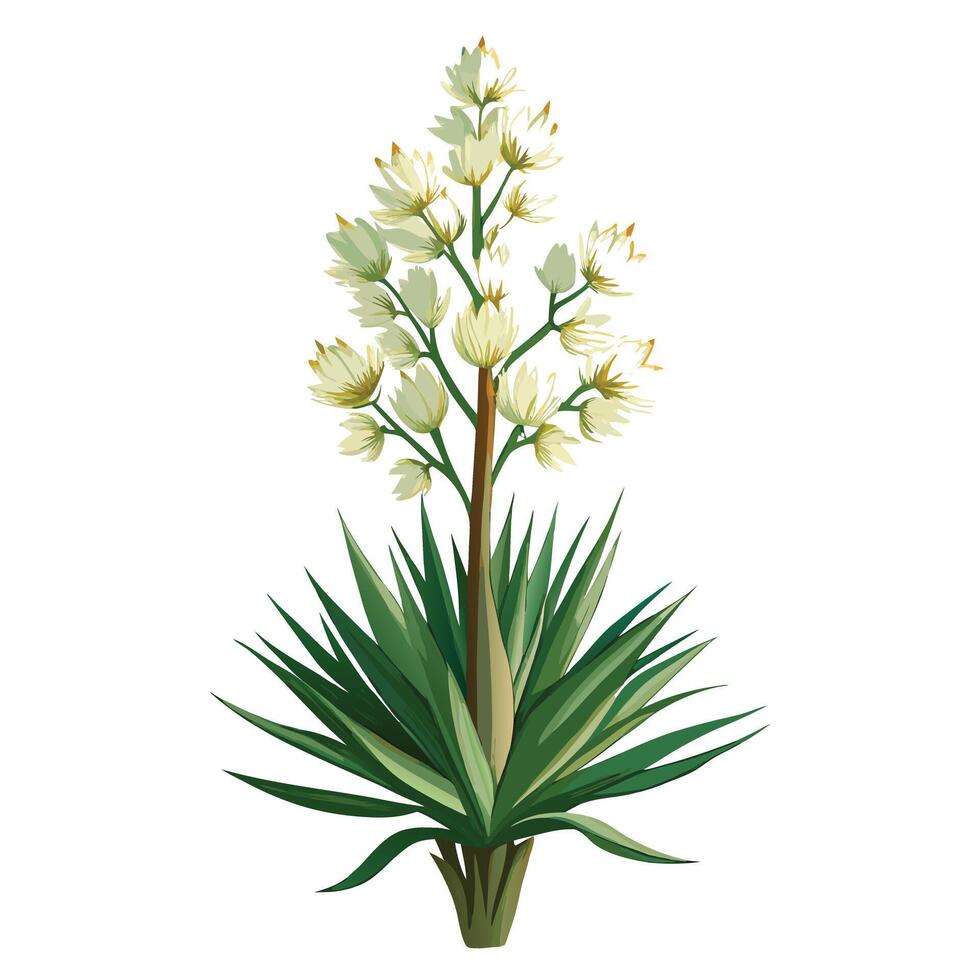 Beautiful Yucca Plant with Towering Stems and Flowers vector