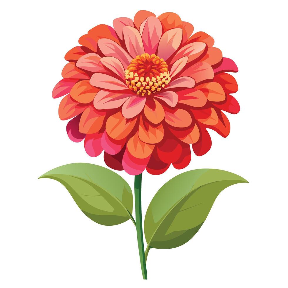 Botanical Depiction of a Zinnia Plant in Full Bloom with Green Leaves and Stems vector