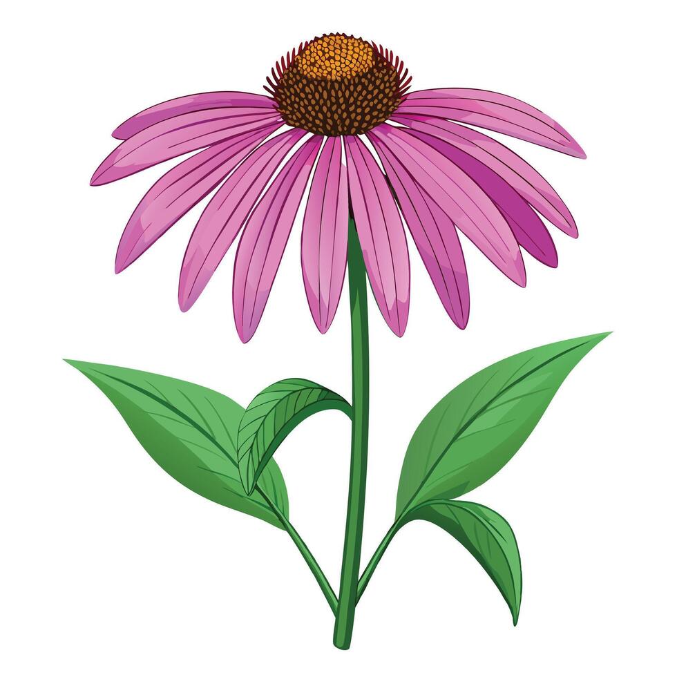 Beautiful Echinacea Plant with Large Purple Flowers and Green Leaves Isollated with a White Background vector