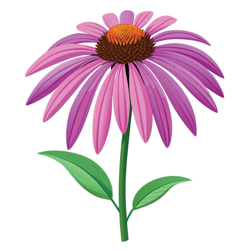 Echinacea Plant with Yellow Flowers and Green Leaves in a Garden Setting Isollated with a White Background vector