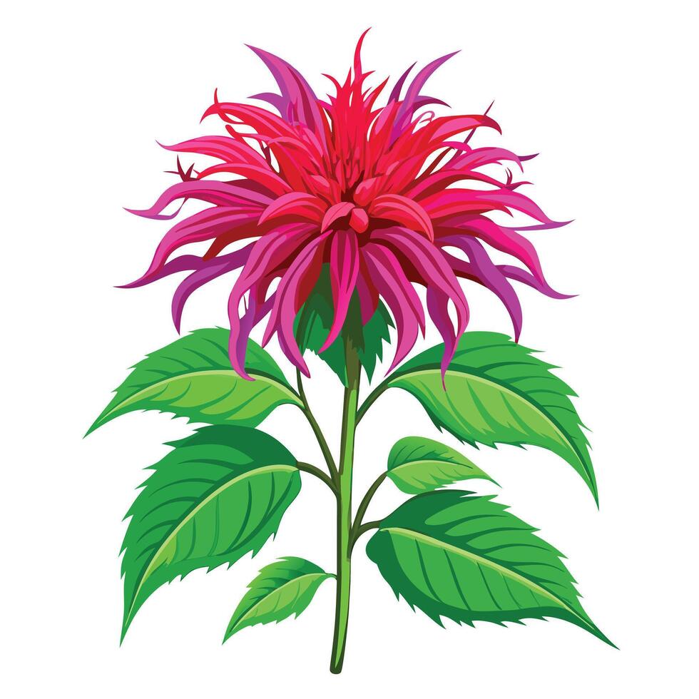 Beautiful Bee Balm Plant with Red Flowers and Leaves vector