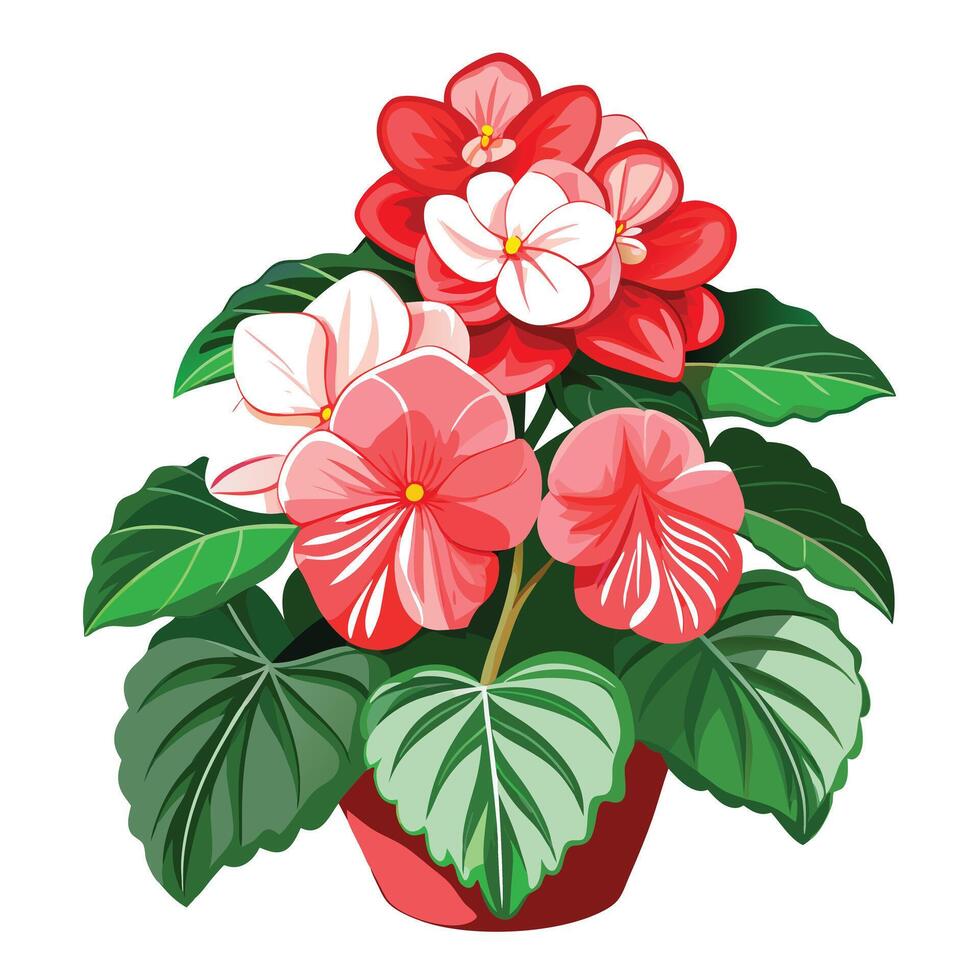 Vibrant Begonia Plant with Brightly Colored Flowers and Leaves in a Natural Setting vector