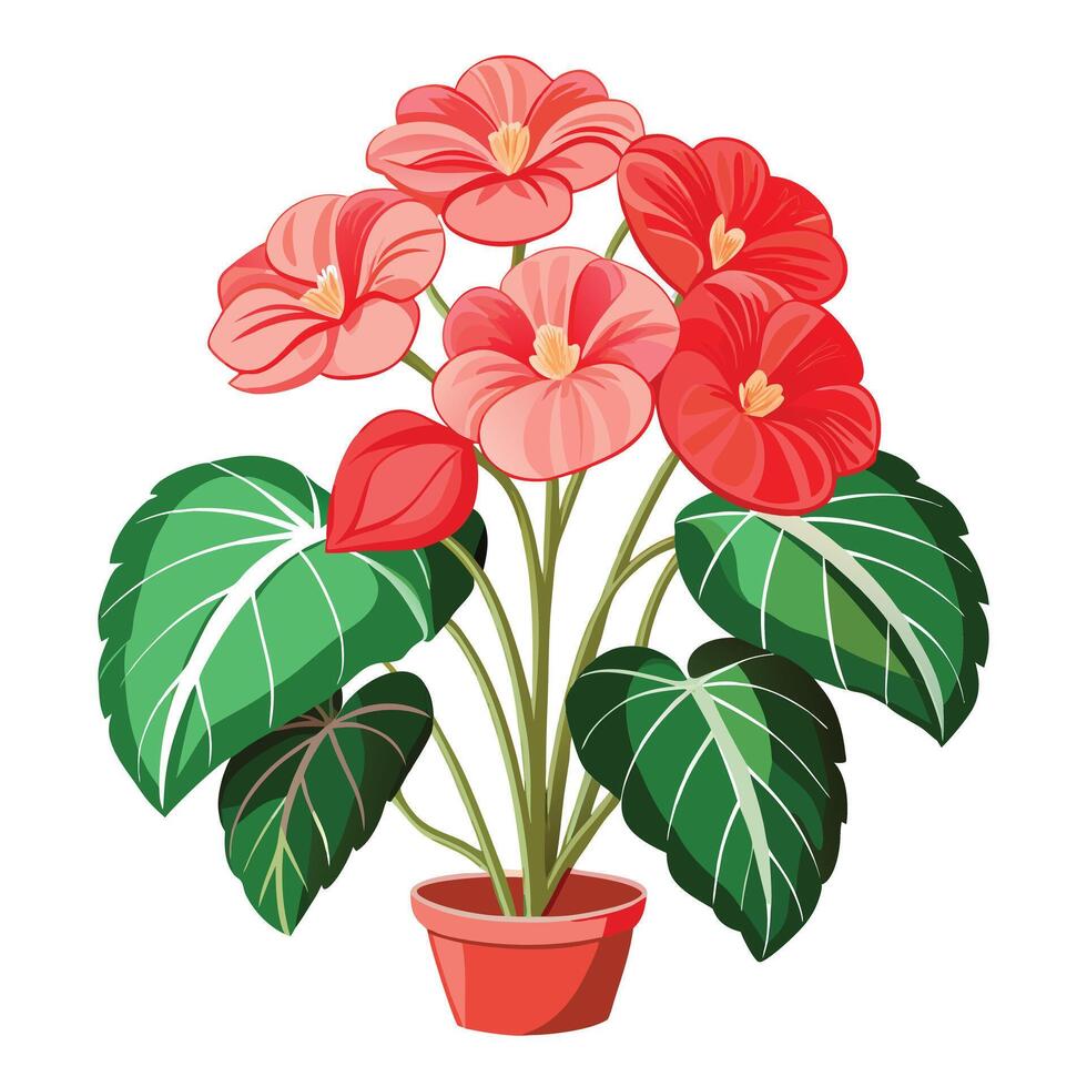 Botanical Illustration of a Begonia Plant in Full Bloom with Green Leaves and Stems vector