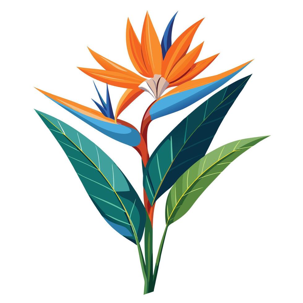 Botanical Illustration of a Bird of Paradise Plant in Full Bloom with Green Leaves and Stems vector
