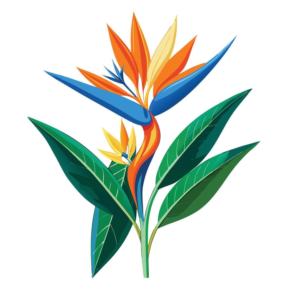 Vibrant Bird of Paradise Plant with Brightly Colored Flowers and Leaves in a Natural Setting Isollated on a White Background vector