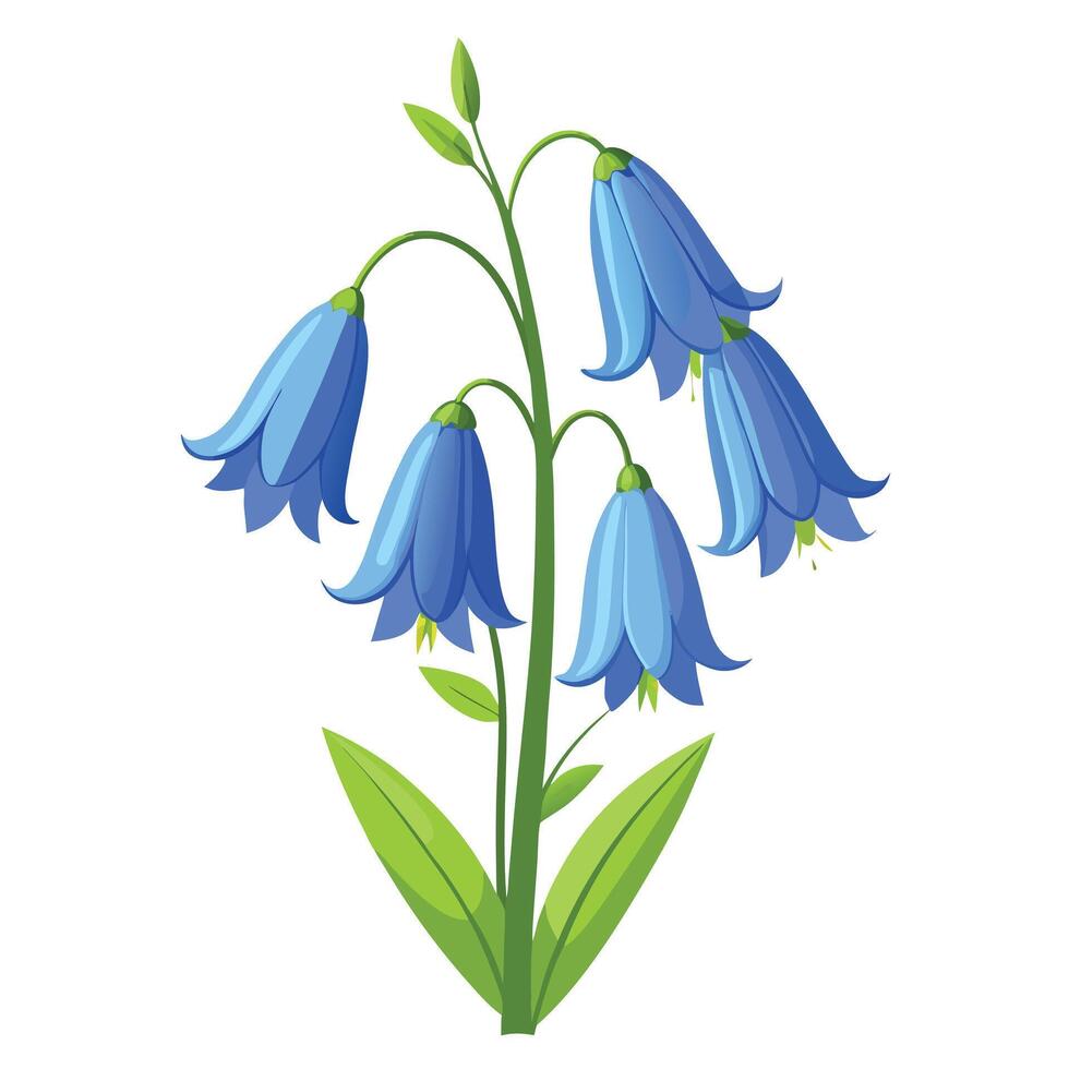 Bluebell Flower Plant with Pink Flowers and Green Leaves in a Garden Setting vector