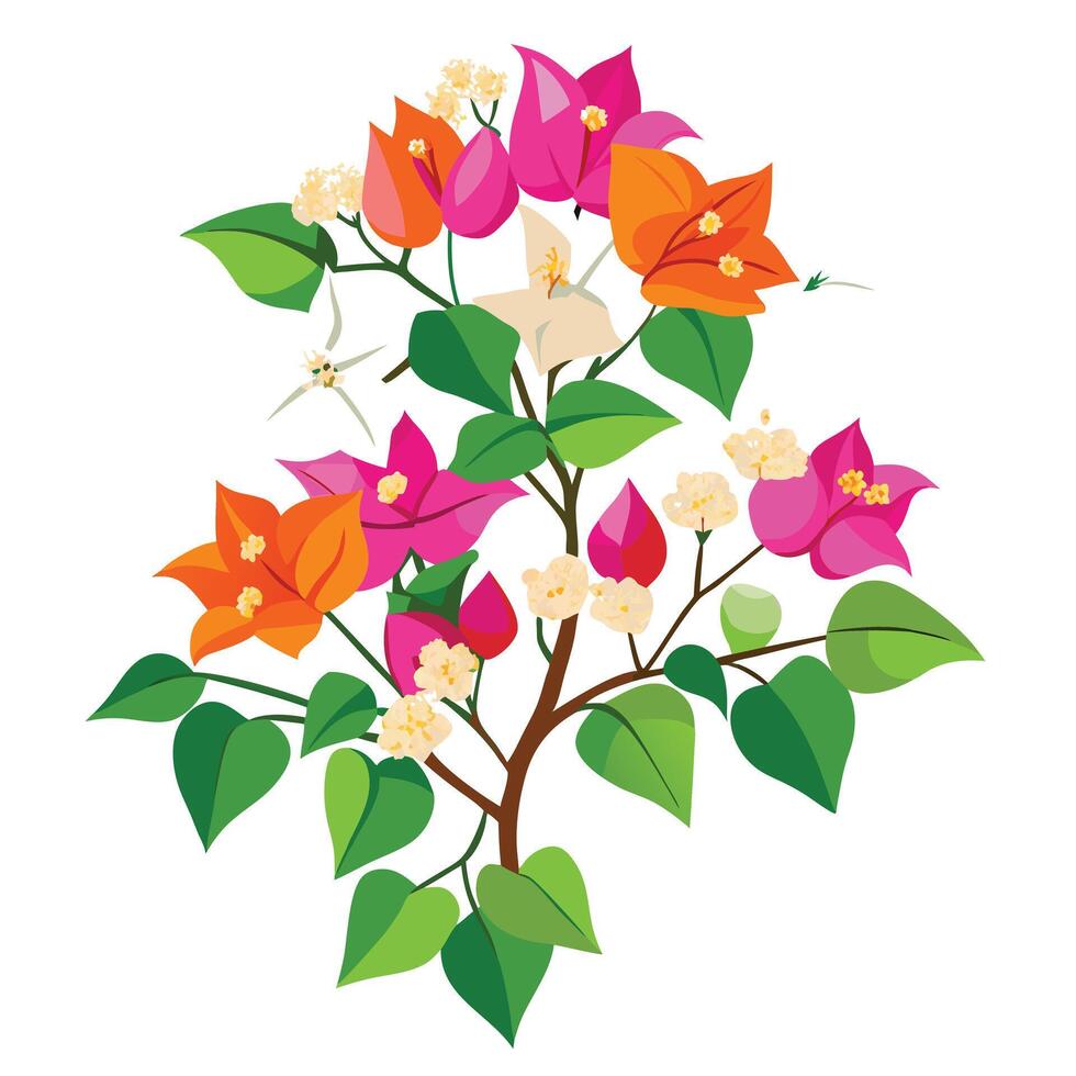 Beautiful Bougainvillea Plant with Bright Pink Flowers and Green Leaves vector