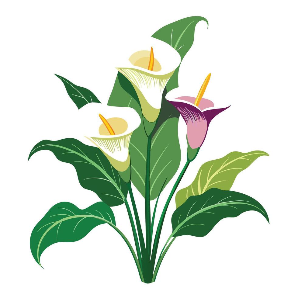 Detailed Illustration of a Calla Lily Plant with Pink Petals and Long Stems vector