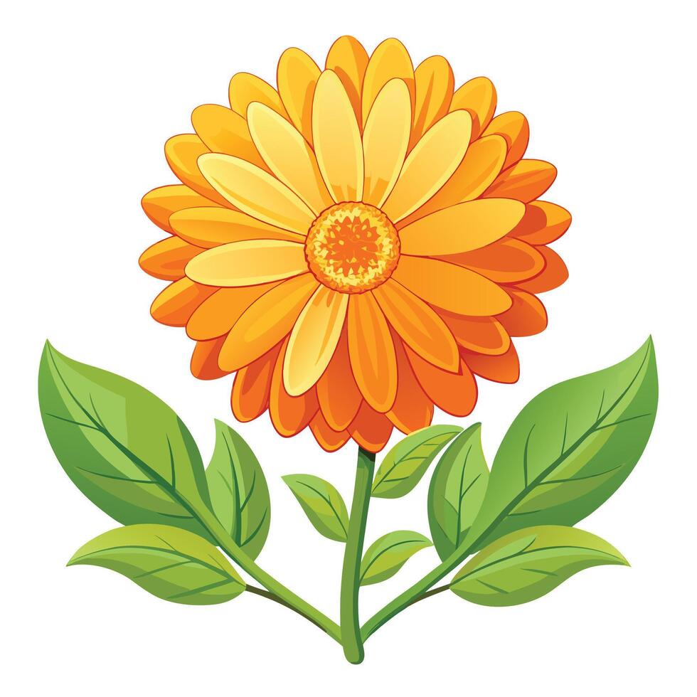 Detailed Illustration of a Calendula Flower with White Petals and Long Stems vector
