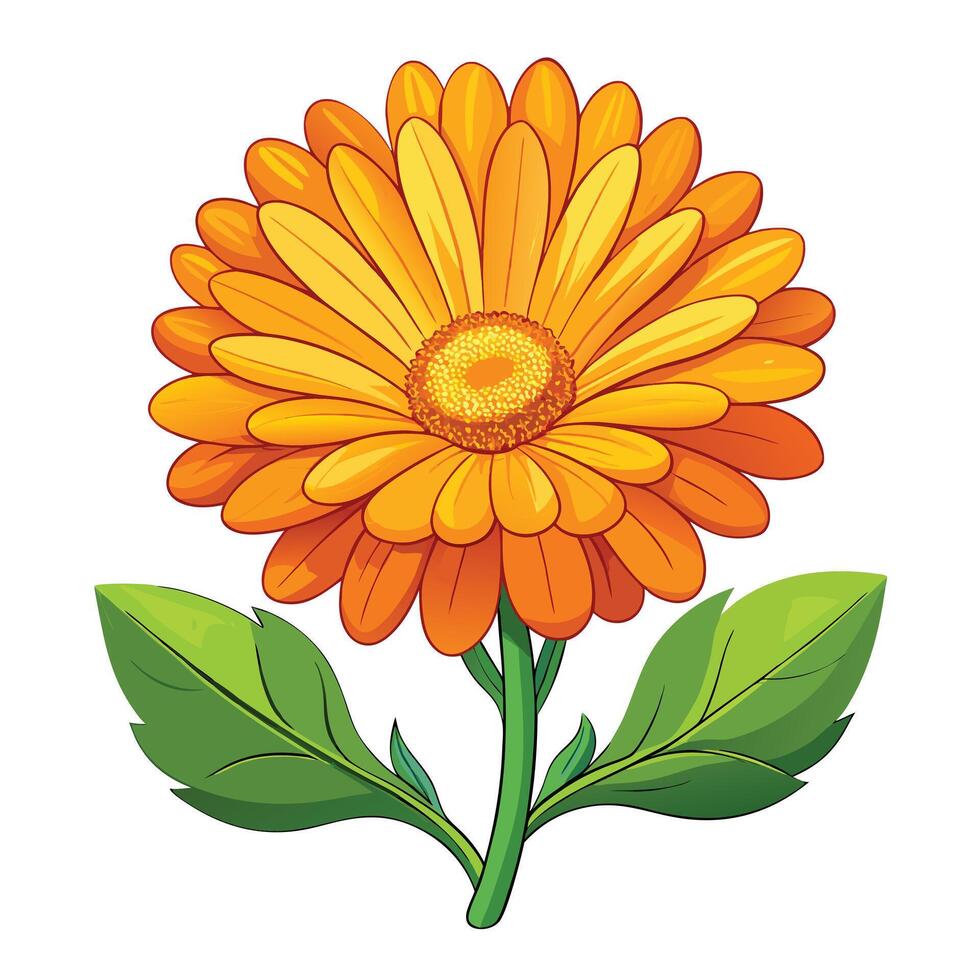 Beautiful Calendula Flower with Bright Orange Petals and Green Leaves vector
