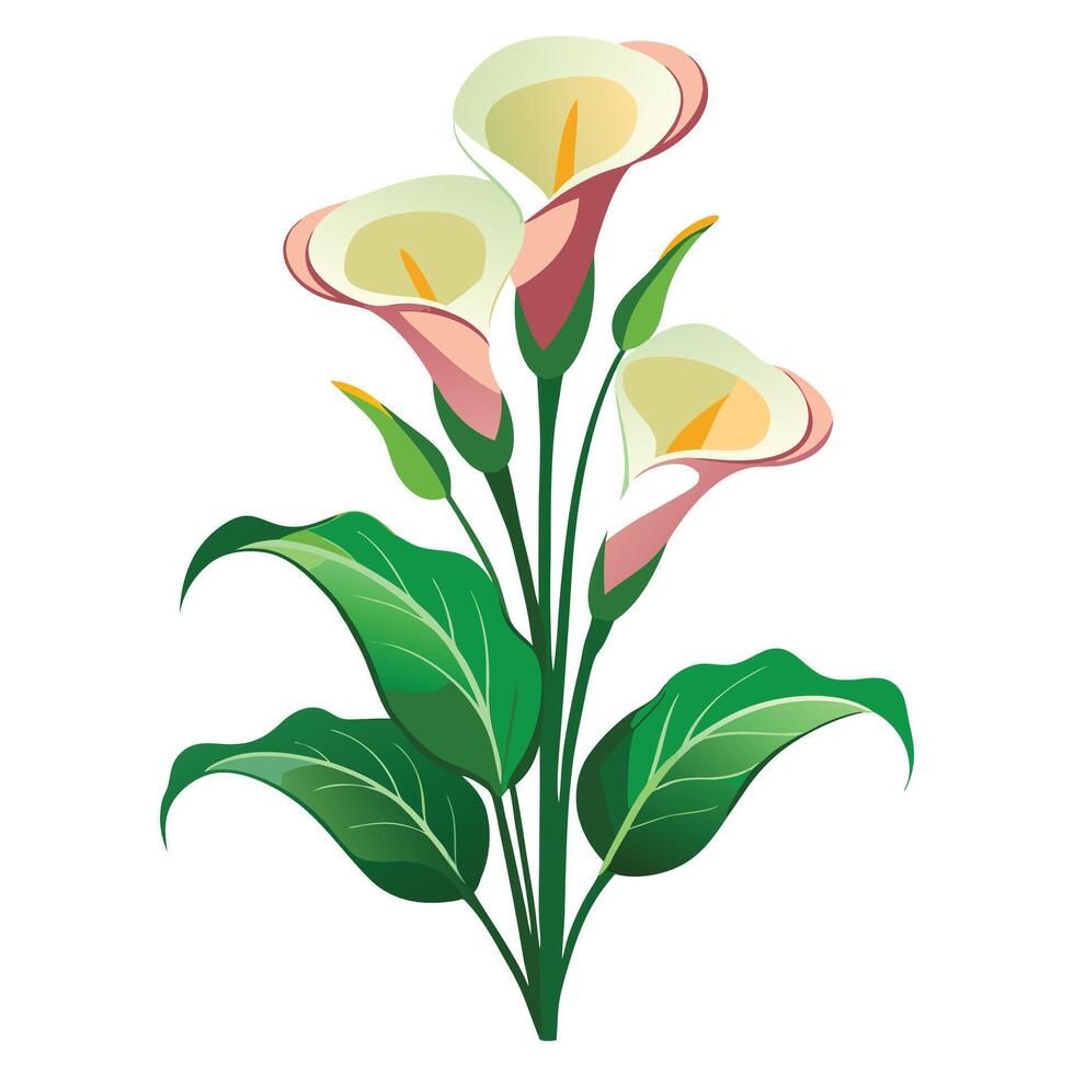 Calla Lily Plant with Yellow Flowers and Green Leaves in a Garden Setting vector