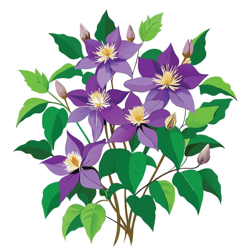 Beautiful Clematis Plant with Large Purple Flowers and Green Leaves vector
