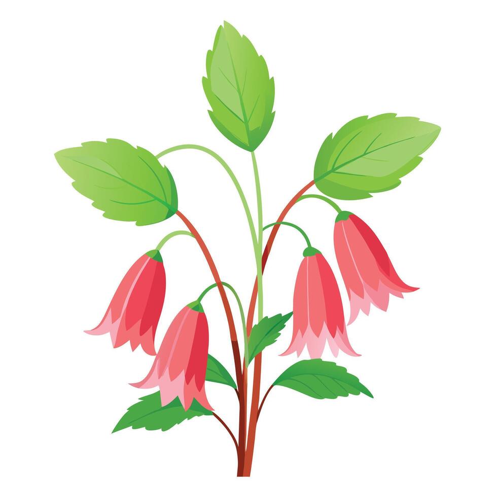 Beautiful Coral Bell Plant with Coral-Colored Flowers and Green Leaves vector