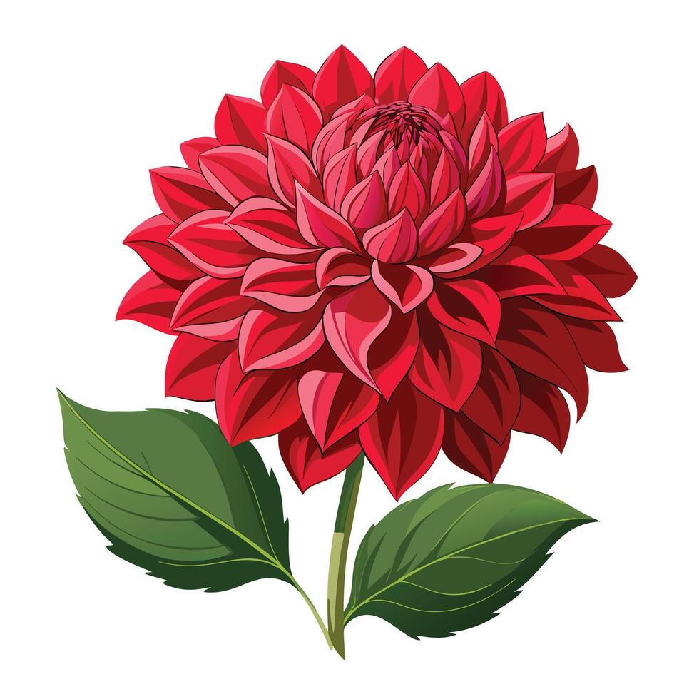 Botanical Illustration of a Dahlia Plant in Full Bloom with Green Leaves and Stems vector